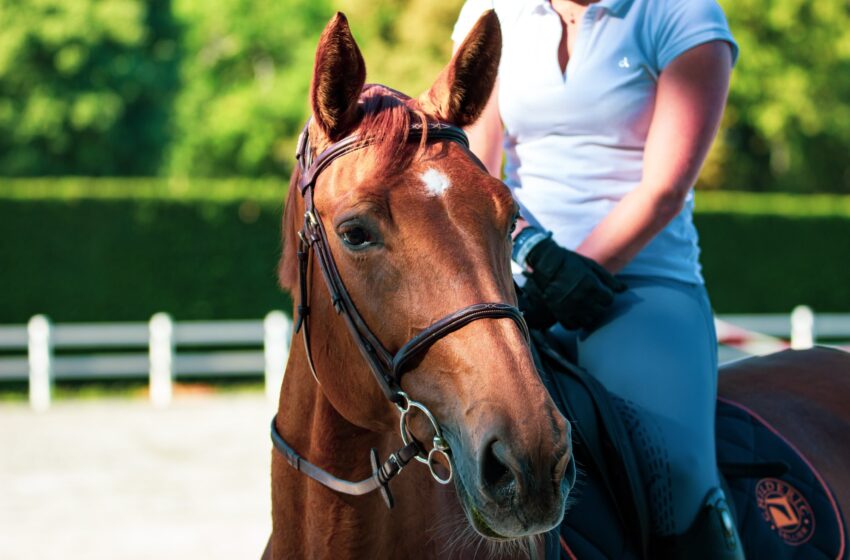  Les fausses couches chez les chevaux offrent des indices sur les causes des fausses couches chez les humains