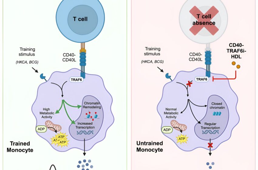  Les lymphocytes T peuvent manipuler la mémoire des cellules immunitaires innées, selon les chercheurs