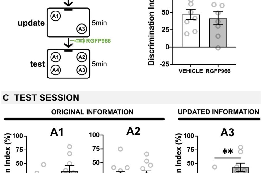  Les problèmes de mémoire liés à la vieillesse sont liés à une enzyme clé, selon une étude réalisée sur des souris