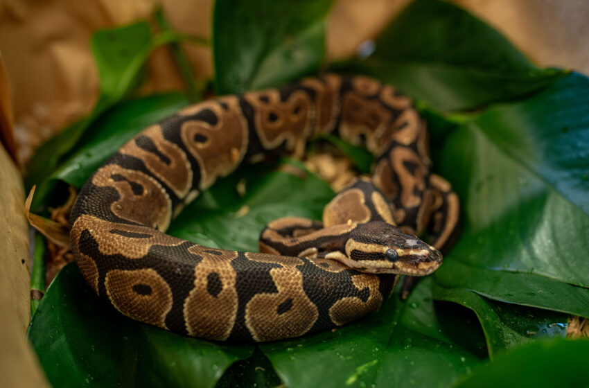  L’étude des pythons pourrait conduire à de nouvelles thérapies pour les maladies cardiaques