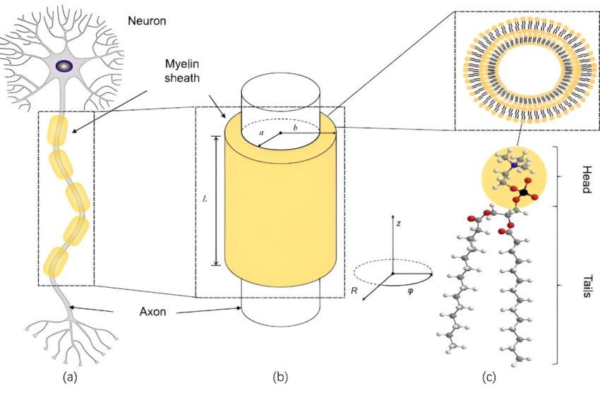  L’intrication des photons pourrait expliquer les signaux cérébraux rapides à l’origine de la conscience