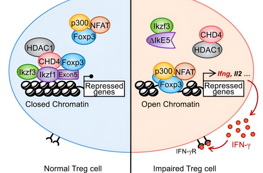  Perturbation de l’interaction protéique dans les lymphocytes T liée à une maladie auto-immune