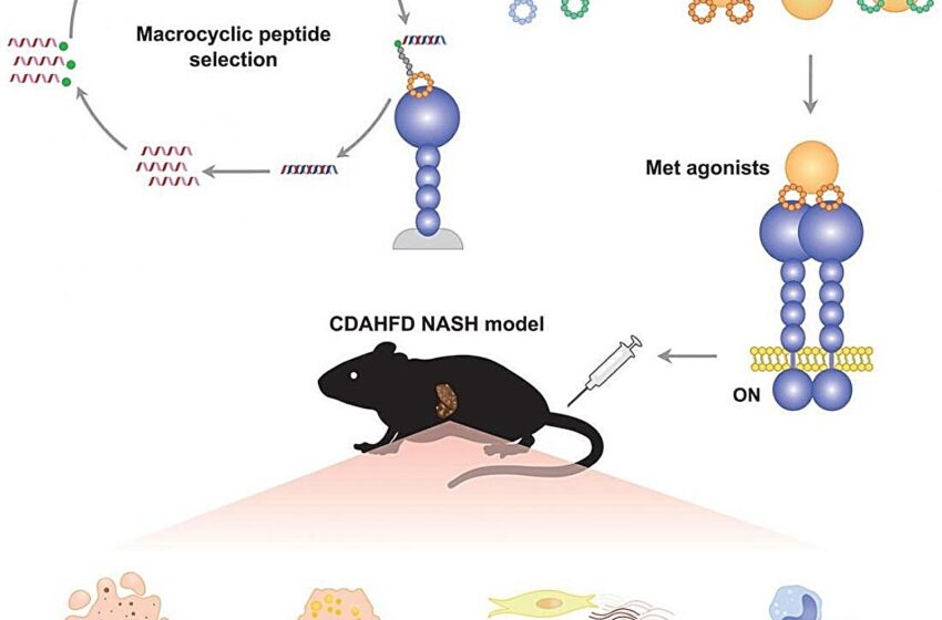  Un mimétique artificiel du facteur de croissance des hépatocytes améliore la stéatohépatite non alcoolique dans un modèle murin