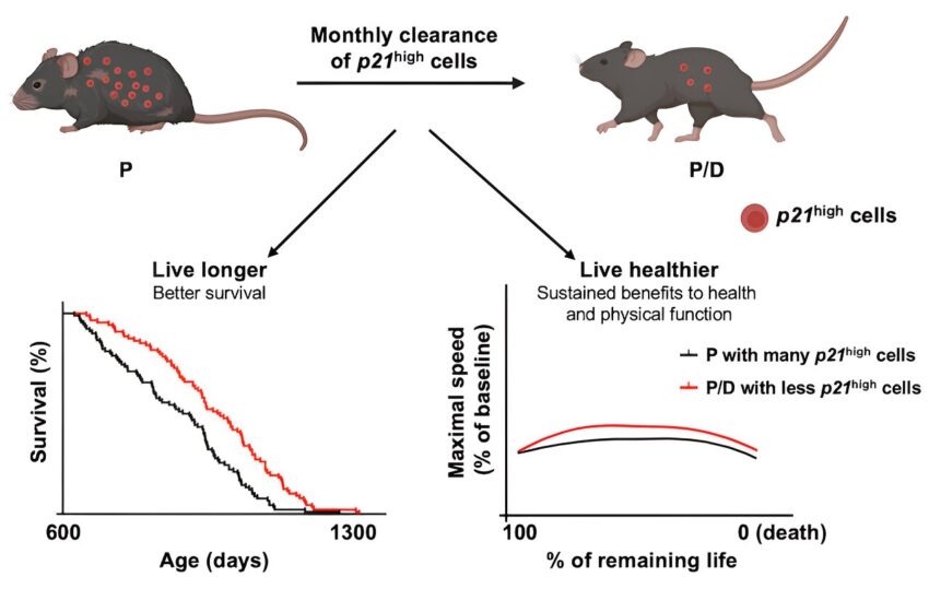  Un modèle de souris révèle des cellules qui peuvent améliorer la fonction cardiaque et métabolique