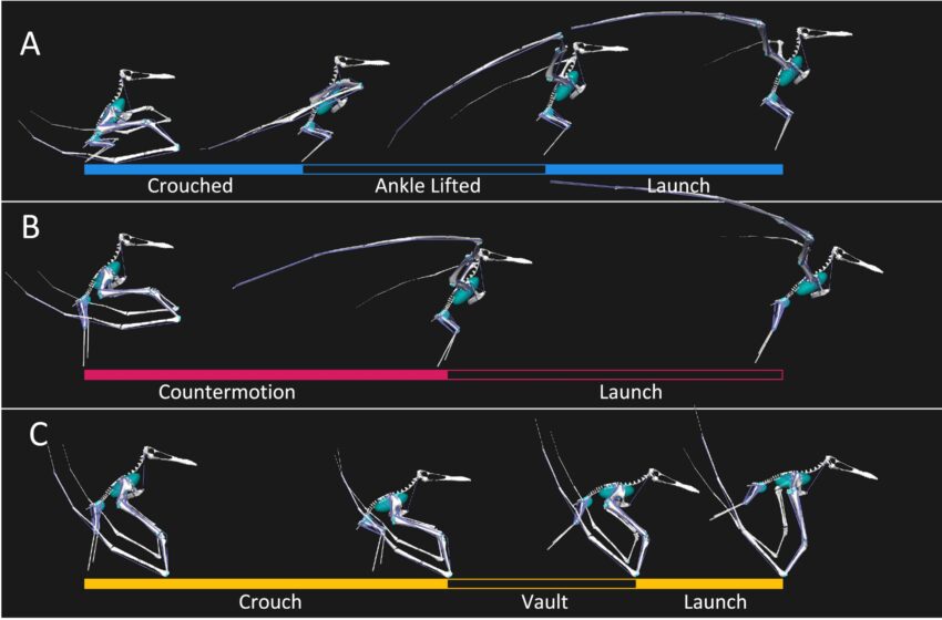  Un reptile volant préhistorique géant a décollé en utilisant une méthode similaire à celle des chauves-souris, selon une étude