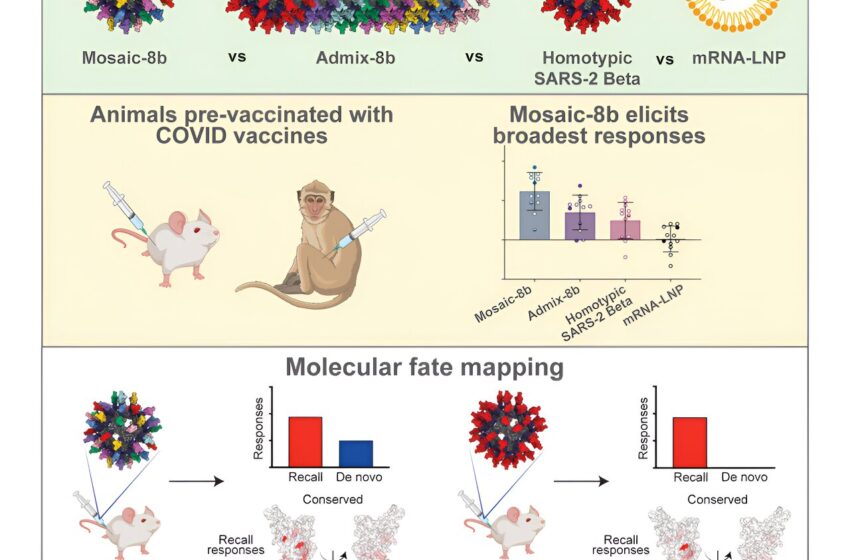  Un vaccin polyvalent s’avère prometteur en présence d’une immunité préexistante