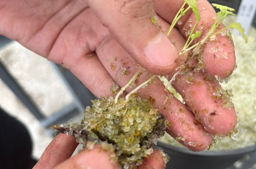  Une étude pilote utilise du verre recyclé pour faire pousser des plantes destinées à la salsa