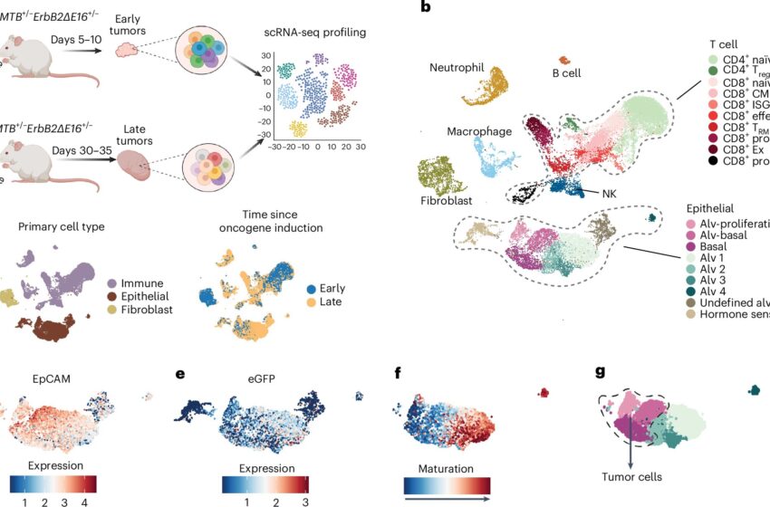  Une étude révèle comment le cancer déjoue l’immunité et comment potentiellement renverser la situation