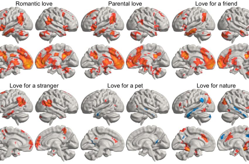  Une étude révèle où se trouve l’amour dans le cerveau