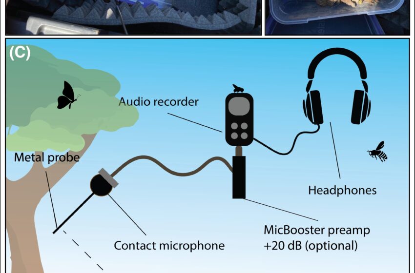  Une étude sur le paysage sonore montre comment l’acoustique souterraine peut amplifier la santé des sols