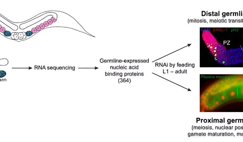  Une étude sur les ascaris révèle des gènes essentiels à la formation des spermatozoïdes et des ovules