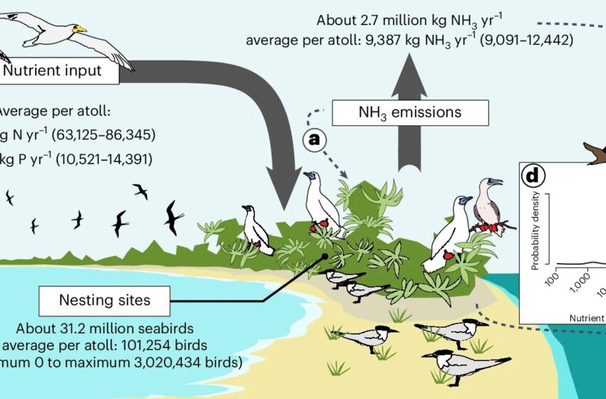  Une étude sur les oiseaux marins des atolls indo-pacifiques montre leur impact démesuré sur les populations d’oiseaux et leur nidification