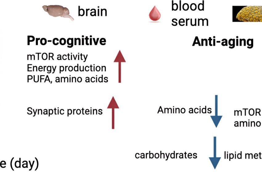  Une faible dose de THC inverse le vieillissement cérébral et améliore la cognition chez la souris, selon une étude