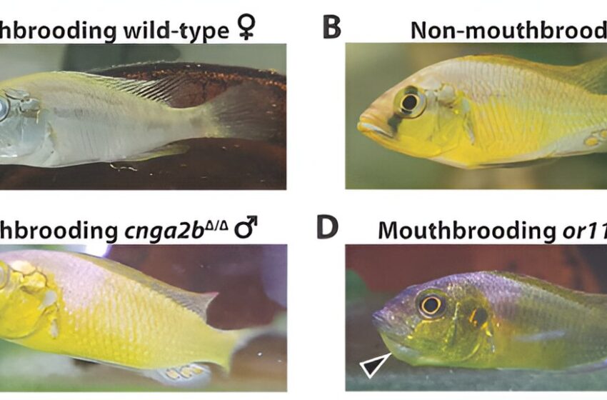  Une mutation génétique incite les poissons « papas mauvais payeurs » à commencer à élever leur progéniture