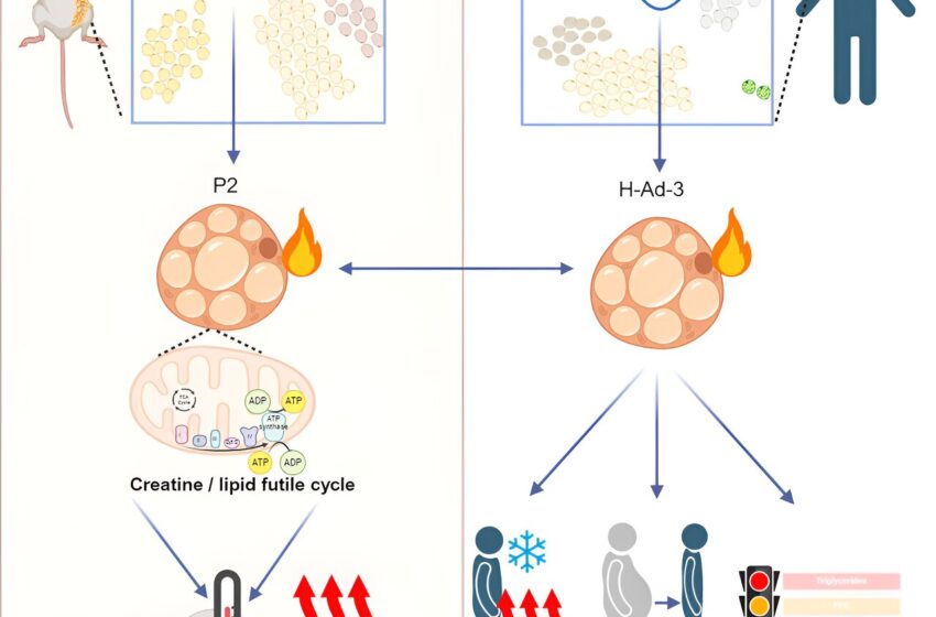  Une nouvelle classe de cellules adipeuses beiges qui brûlent de l’énergie via des « cycles futiles » pourrait conduire à une meilleure santé métabolique