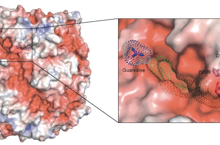  Une nouvelle découverte sur la bactérie comammox pourrait aider à réduire les émissions d’oxyde nitrique dans l’agriculture