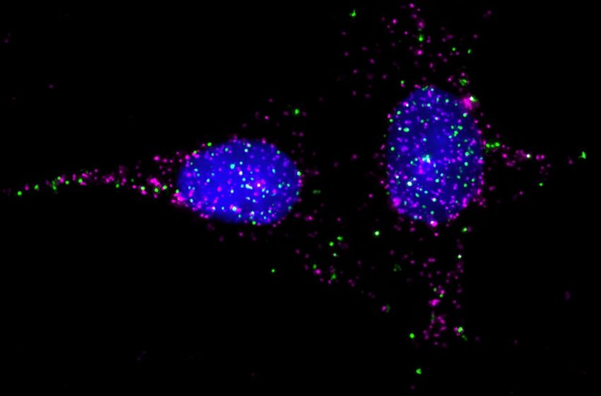  Une nouvelle technique d’étude des récepteurs cellulaires pourrait avoir des implications considérables pour le développement de médicaments