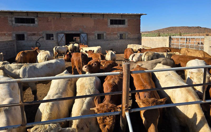  Des veaux français pour « sauver » le marché marocain de la viande rouge