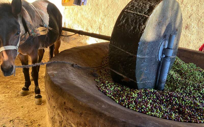  Un Sables-d’Olonne fait revivre l’oliveraie familiale au Maroc pour produire de l’huile bio