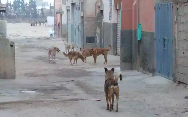  un chien enragé tue deux enfants à Kénitra