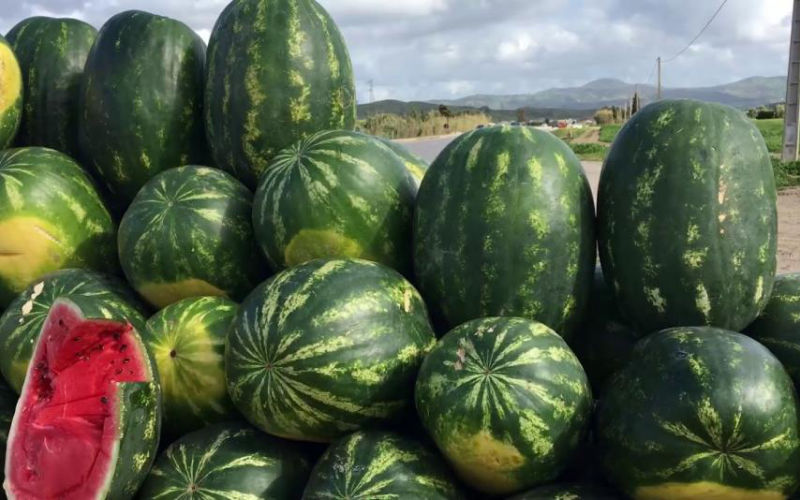  Au Maroc, les agriculteurs demandent la fin de l’interdiction de la culture de la pastèque