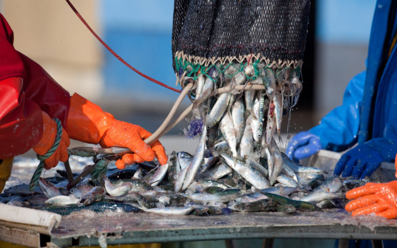  Le Maroc, deuxième fournisseur de poisson de la Russie