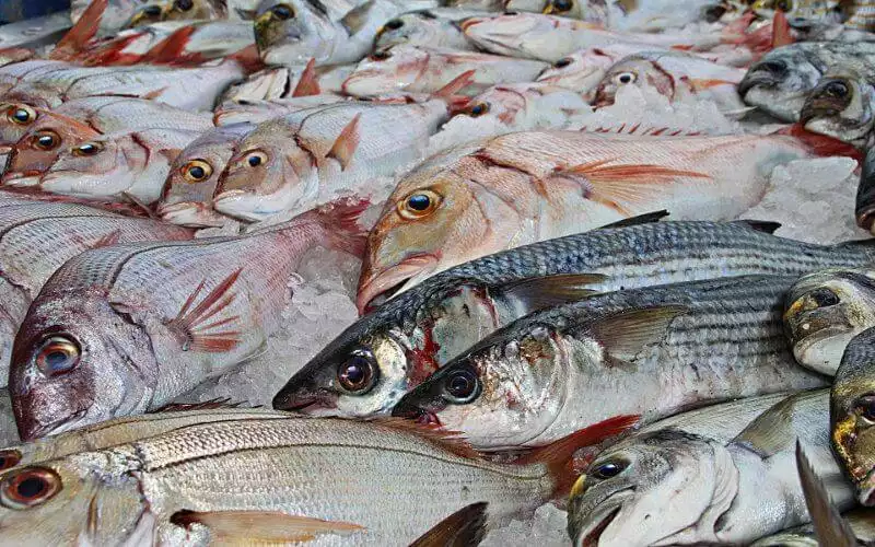  Le Maroc face à une diminution des stocks de poissons