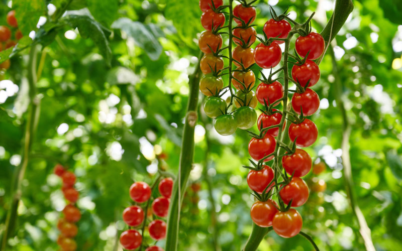  pourquoi le producteur belge de tomates s’implante au Maroc