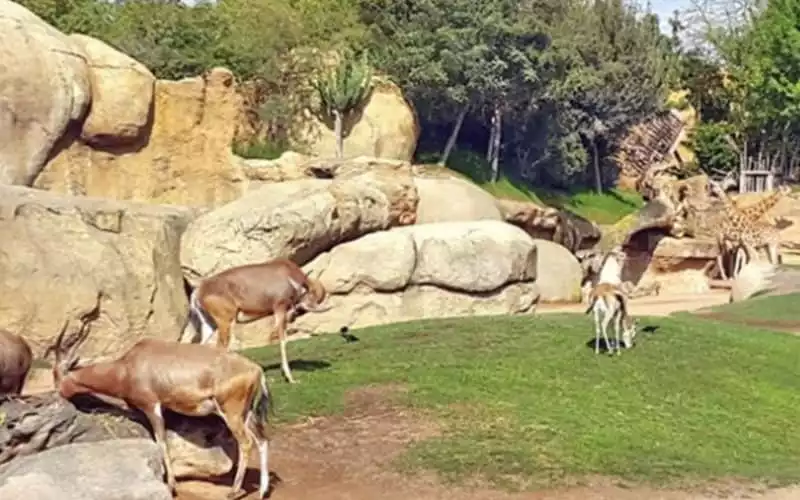  Le zoo de Casablanca, enfin !