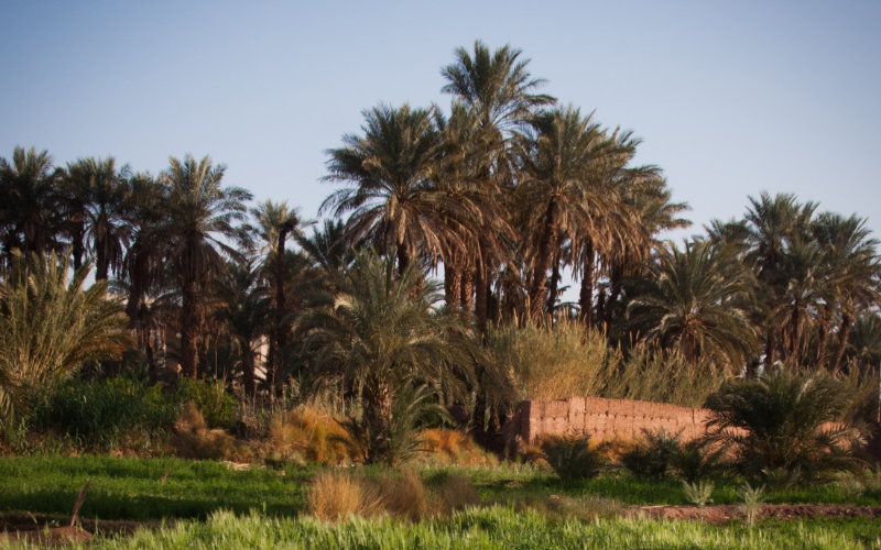  Maroc : trafic de palmiers