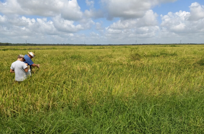  Dans le sud-est des États-Unis, le riz adventice vole la résistance aux herbicides du riz cultivé