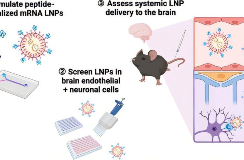  Les nanoparticules guidées par des peptides délivrent de l’ARNm aux neurones