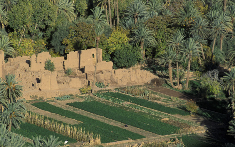  Au Maroc, trafic de palmiers