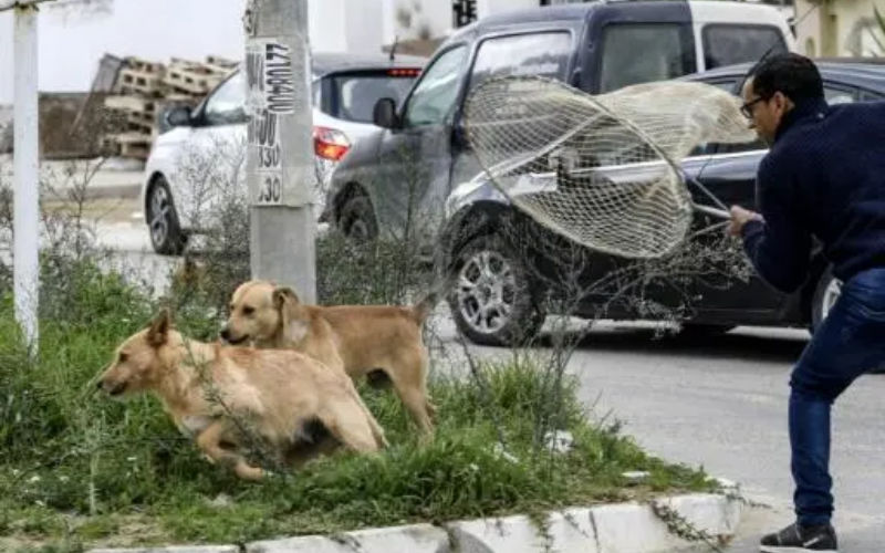  Le Maroc accusé d’avoir exterminé des millions de chiens errants