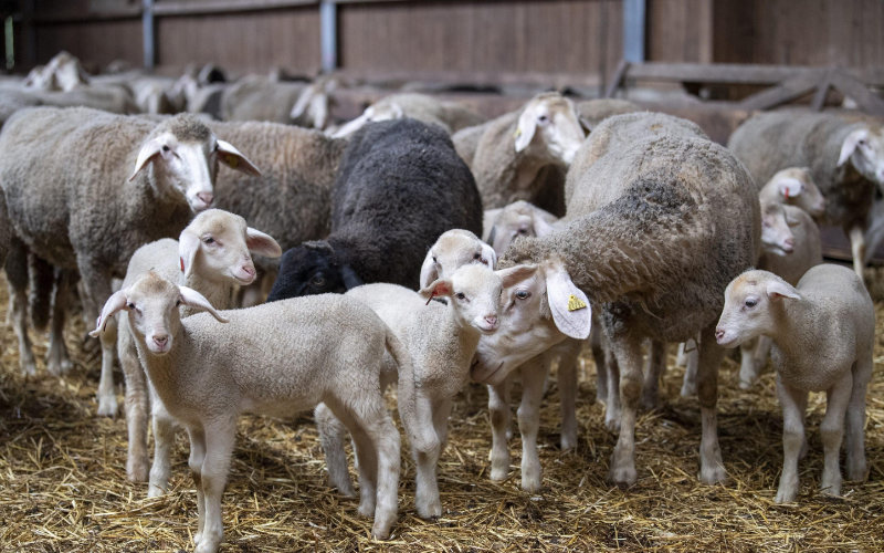  Les Marocains vont manger de la viande australienne