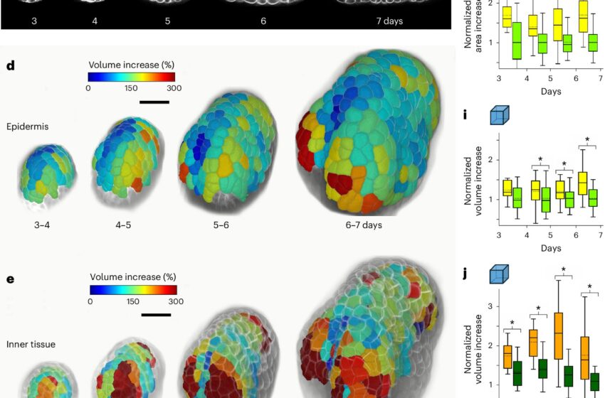  Comment les forces physiques façonnent les plantes de l’intérieur pour générer leurs formes 3D complexes