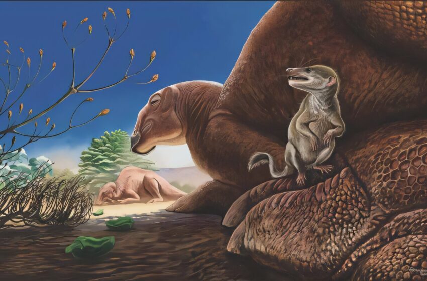  Fossile d’une nouvelle espèce de mammifère de l’âge des dinosaures découverte dans le désert de Gobi en Mongolie