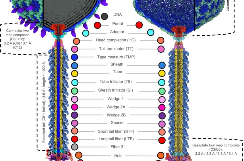 La première carte atomique de l’agent pathogène de la pomme de terre révèle un mécanisme d’infection potentiel