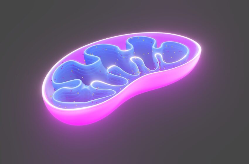  Lancer une “ clé en œuvre ” de la machinerie de nos cellules pourrait aider à lutter contre le cancer, la maladie du foie graisseuse … et la perte de cheveux
