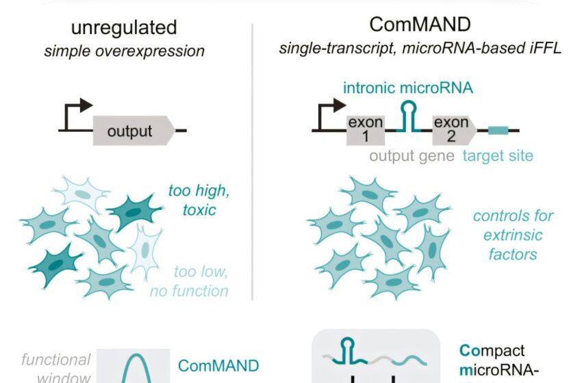  Le circuit de gène compact utilise le microARN pour affiner la thérapie pour les maladies rares