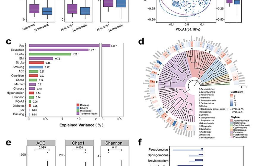  Le microbiome nasal peut aider à expliquer le lien entre le dysfonctionnement olfactif et le déclin cognitif
