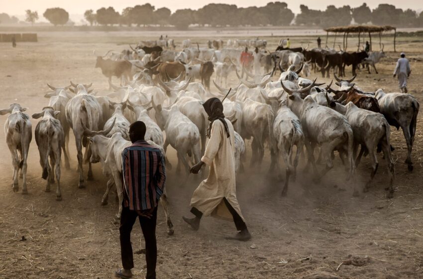  Les affrontements Herder-Farmer au Nigéria tuent au moins 17 | Nouvelles politiques