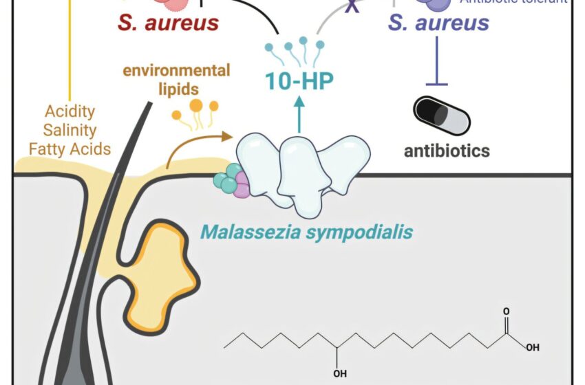  Les champignons s’attarder sur la peau humaine peuvent fournir de nouveaux antibiotiques