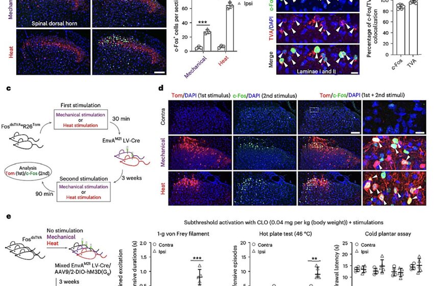  Les groupes de neurones de la moelle épinière de la souris ont trouvé responsable de coder différents types de douleur
