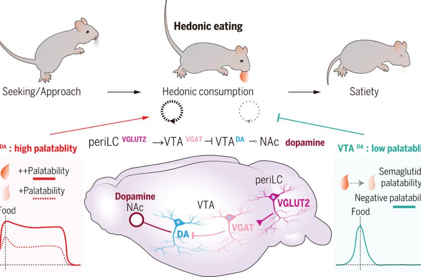 Les neurones dopaminés que le carburant suralimente peuvent affaiblir l’efficacité des médicaments contre l’obésité