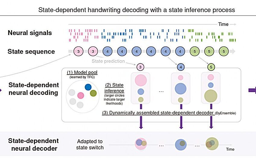  Nouveau aperçu de la façon dont le cortex moteur humain code pour l’écriture complexe