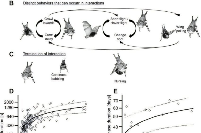  Comment la rétroaction maternelle façonne le développement vocal dans les chiots de chauve-souris sauvages