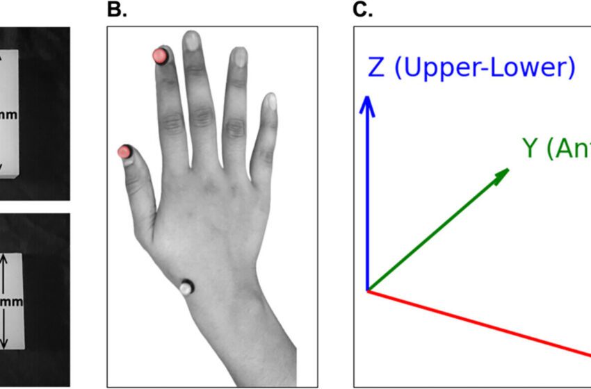  Comment les individus saisissent un objet peuvent offrir un diagnostic plus simple pour le trouble du spectre autistique