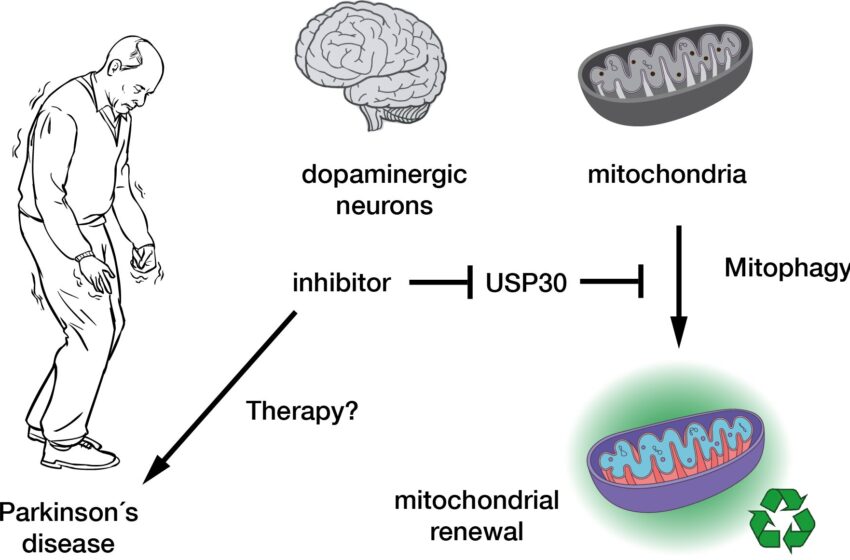  Drug de Parkinson prometteur décodé