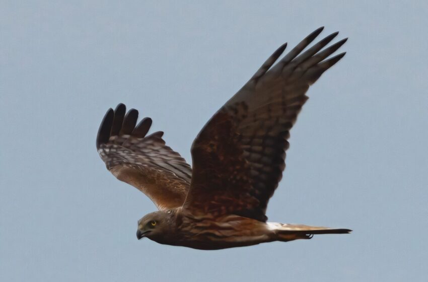  Harriers a évolué une audition de la chouette pour localiser les proies cachées dans les hautes herbes